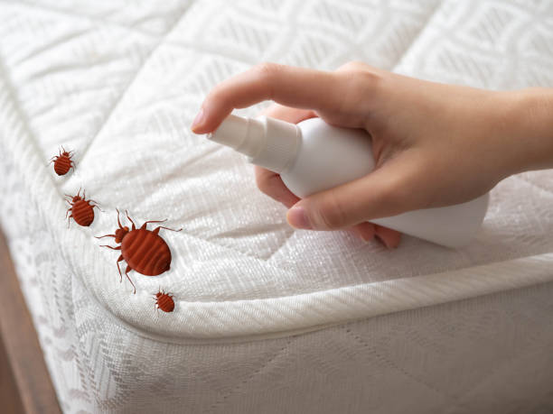 Best Termite Control Services  in Withamsville, OH